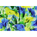 Viscosa a rose gialle e blu