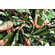 Gabardine di puro cotone verde oliva fantasia floreale