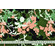 Gabardine di puro cotone verde oliva fantasia floreale