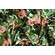 Gabardine di puro cotone verde oliva fantasia floreale