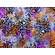 Lycra opaca animalier arancione e orchidea
