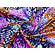 Lycra opaca animalier arancione e orchidea