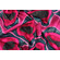 Cotone wax rosa magenta e nero