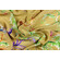 Crêpe de Chine 100% seta Fantasia Barocca e Botanica