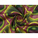 Cotone wax verde e nero