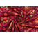 Cotone wax bordeaux e oro